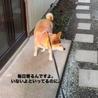 リードを引かれても動かない犬