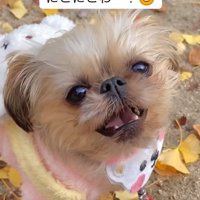 ニコニコのわっふちゃん