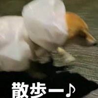意気揚々とお散歩へ