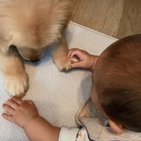 あしゅちゃんの前足を強く掴む赤ちゃん