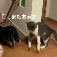 「…またおまえか」