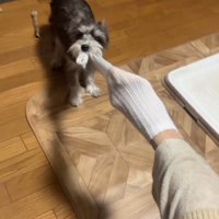 靴下を取ろうとする犬