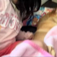 柴犬の隣に潜り込む