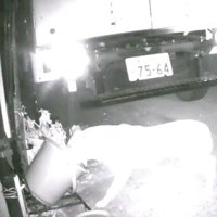 捕獲器のエサに顔を入れる犬