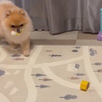 おもちゃを運ぶ