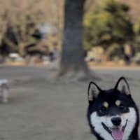 画面右にひょっこりいる黒柴