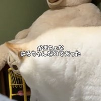 ぬいぐるみのそばで様子を見る犬