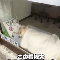 犬がいる…