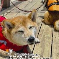 笑顔でカメラを見つめる長女の柴犬