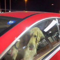 車に近づく女性を見て自分の口元を舐める犬