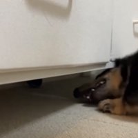 チェストの下に顔を入れる犬