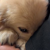 外を見ない子犬