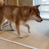 ウキウキで食卓へ♪