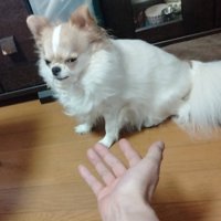 おやつ