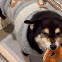 声が漏れるさくらちゃん