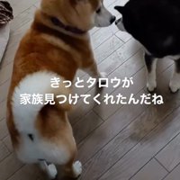 鼻を近づけ合う黒い犬と茶色い若い犬