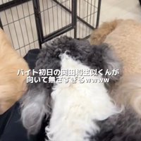 犬だんご状態に！！