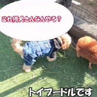 またまた犬種を聞かれた