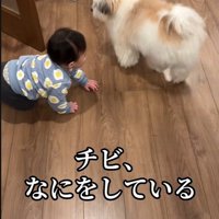 赤ちゃんを守る小太郎くん