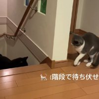 まめちゃんが来た…！！