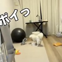 靴を置く犬