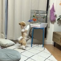 立ち上がってインコに近づいていく犬