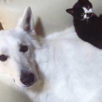 仲良しなリリーちゃん＆タンタンちゃん2