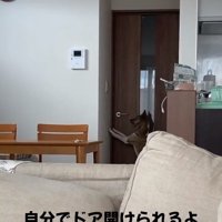 壁に手をつくくっきーちゃん