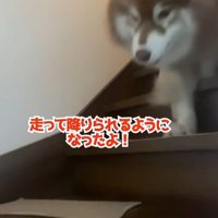 階段を駆け下りる大型犬