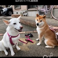 隣に並んで写真撮影する犬