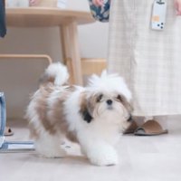 お店に入って店内を歩き回る子犬