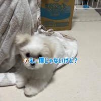 冷静になる小型犬
