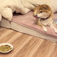 ごはんを気にする犬
