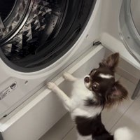 「今日はおもちゃ洗ってない？」