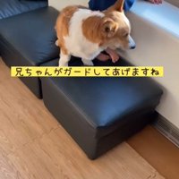 男の子が段差を降りる時のサクくん6