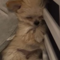 ブランちゃんの寝姿6