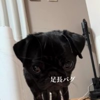 パグのとろろちゃんを撮影
