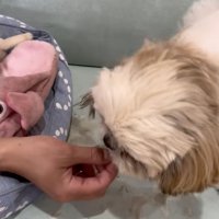 食べてくれた…！