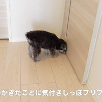 「誰かきた！」とソワソワ
