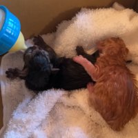 ミルクを飲む赤ちゃん猫