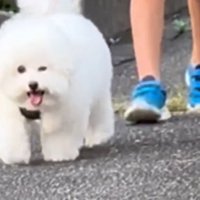 カメラに向かってウインクする犬