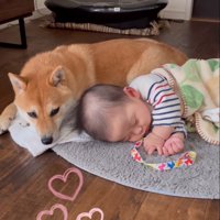 隣で眠る赤ちゃんと柴犬