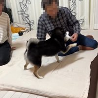 でも一緒に遊びたいようです♪