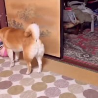 遠くを捜索する柴犬