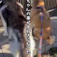 扉の前に座る2匹の犬