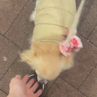 お迎えに来てくれたプティちゃん3