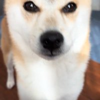 コロコロを要求するクウちゃん5