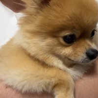 何かを訴えるむぎちゃん⑩