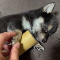 前足をつかまれるあられちゃん