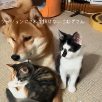 こむぎさんと2匹の子猫